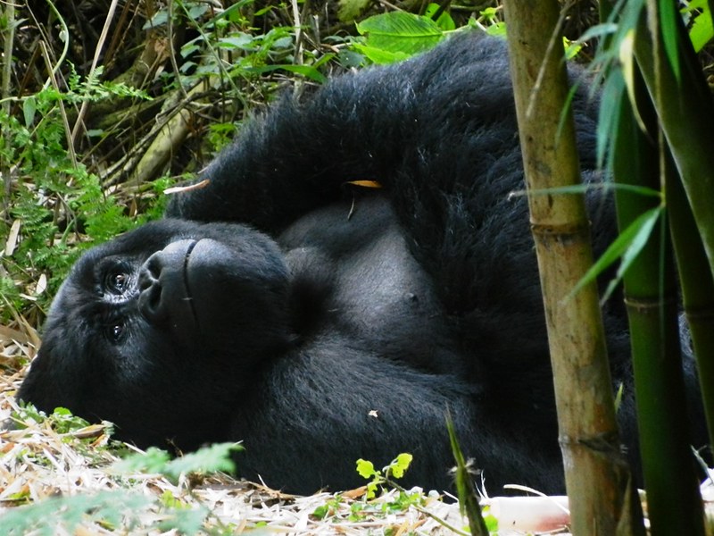 Comparing Gorilla Trekking In Bwindi and Mgahinga
