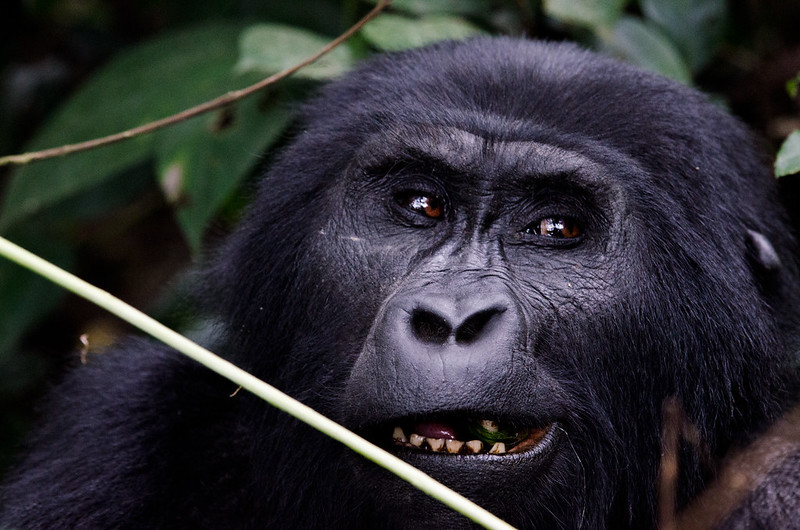 Where To See Gorillas In Africa