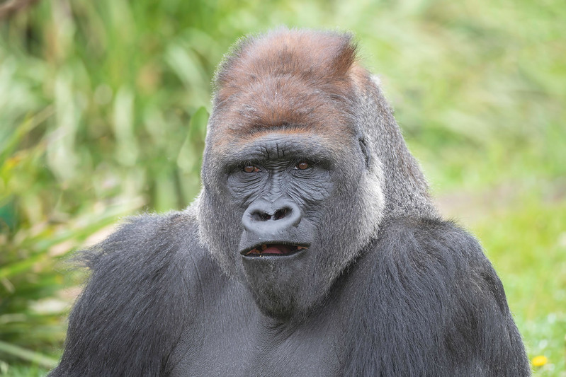 Eastern Lowland Gorilla Trekking in Kahuzi Biega National park.