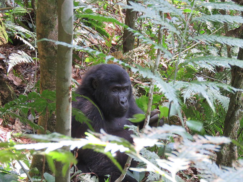 Trees and Vegetation in Bwindi Forest