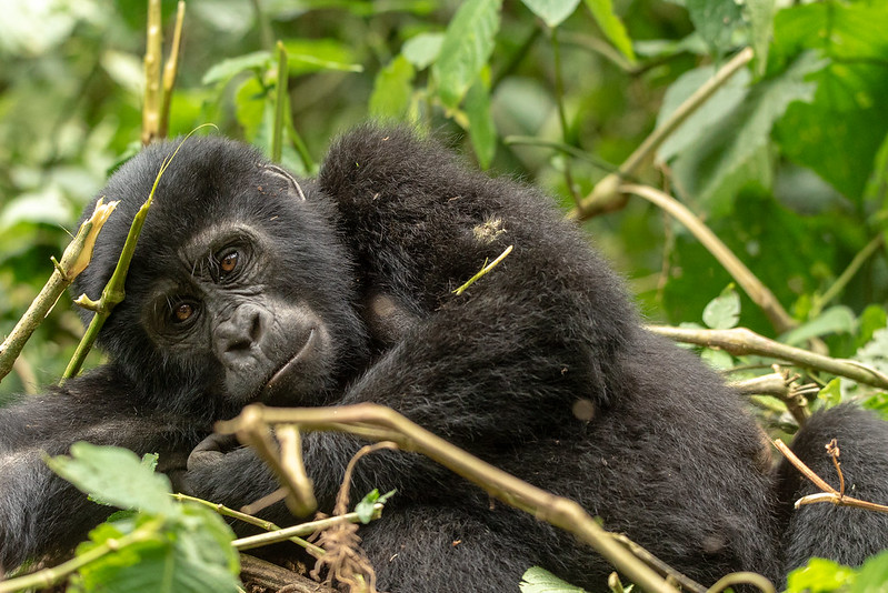Timing a Wonderful Visit To Bwindi Forest